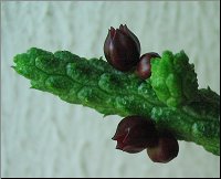 Echidnopsis oviflora